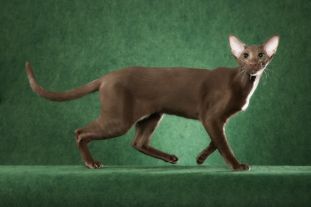 Топ 5 порід котів, які не линяють: ідеально підійдуть для життя у квартирі (фото)