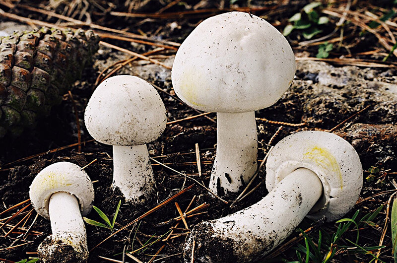 Срезать или срывать. Как правильно собирать грибы в лесу, чтобы не отравиться: советы для новичков