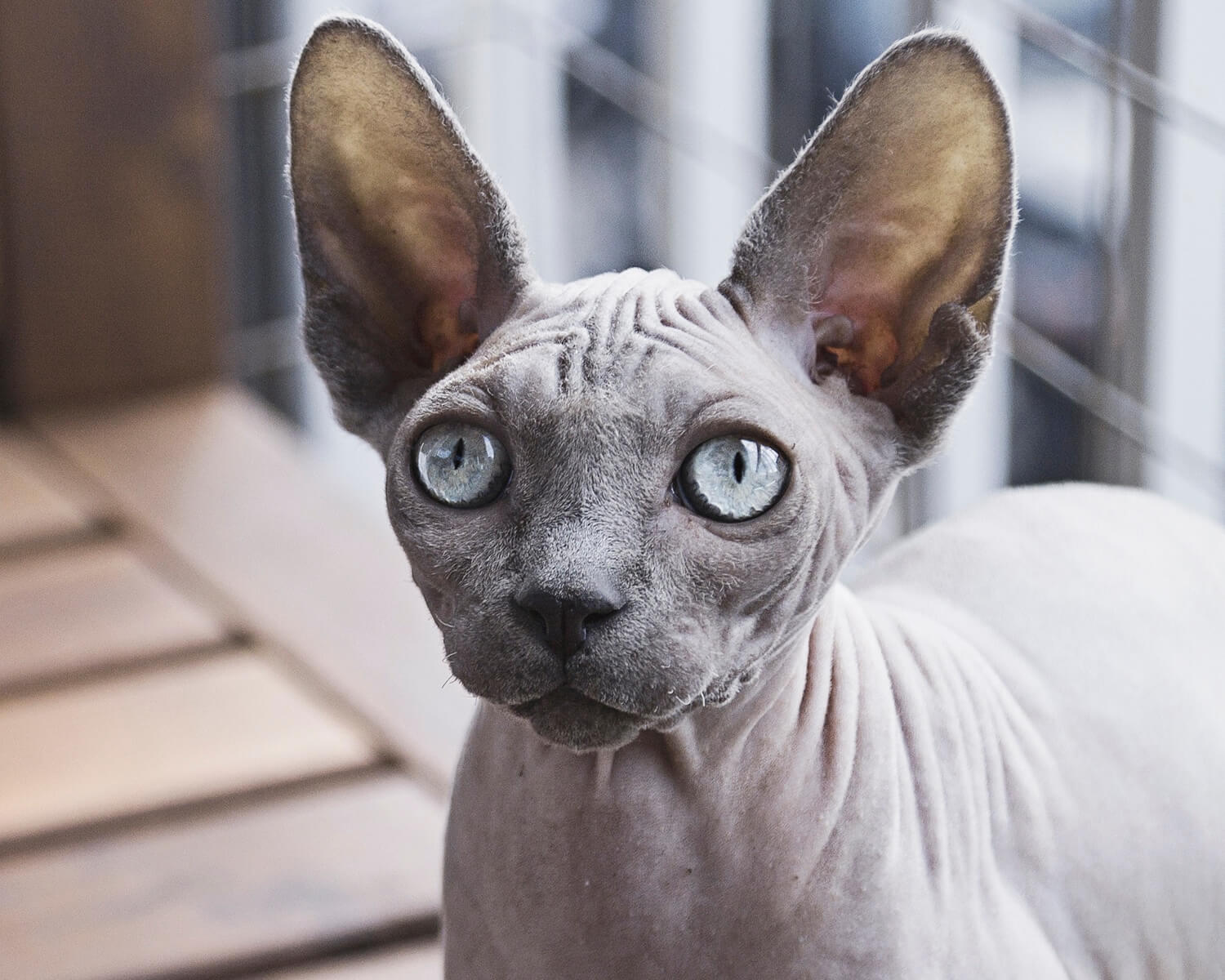 Топ 5 порід котів, які не линяють: ідеально підійдуть для життя у квартирі (фото)