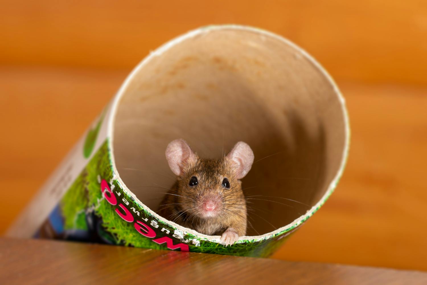 Почему мы пугаемся, увидев мышь: истинные причины звучат стыдно