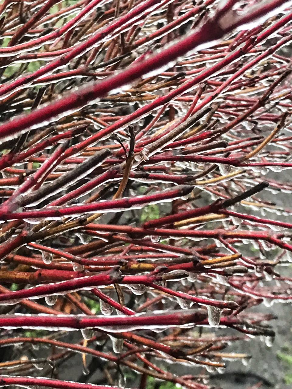 Київ накриває крижаним дощем: яскраві фото замерзаючої столиці