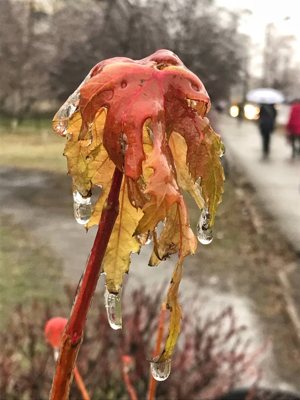 Київ накриває крижаним дощем: яскраві фото замерзаючої столиці