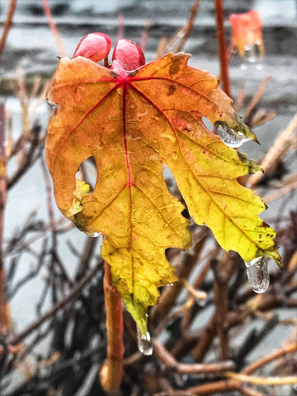 Київ накриває крижаним дощем: яскраві фото замерзаючої столиці