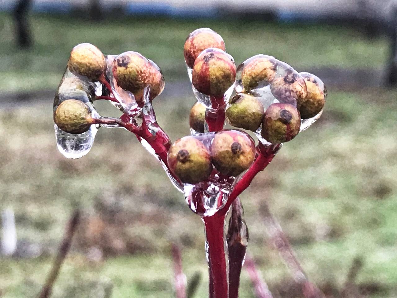 Київ накриває крижаним дощем: яскраві фото замерзаючої столиці
