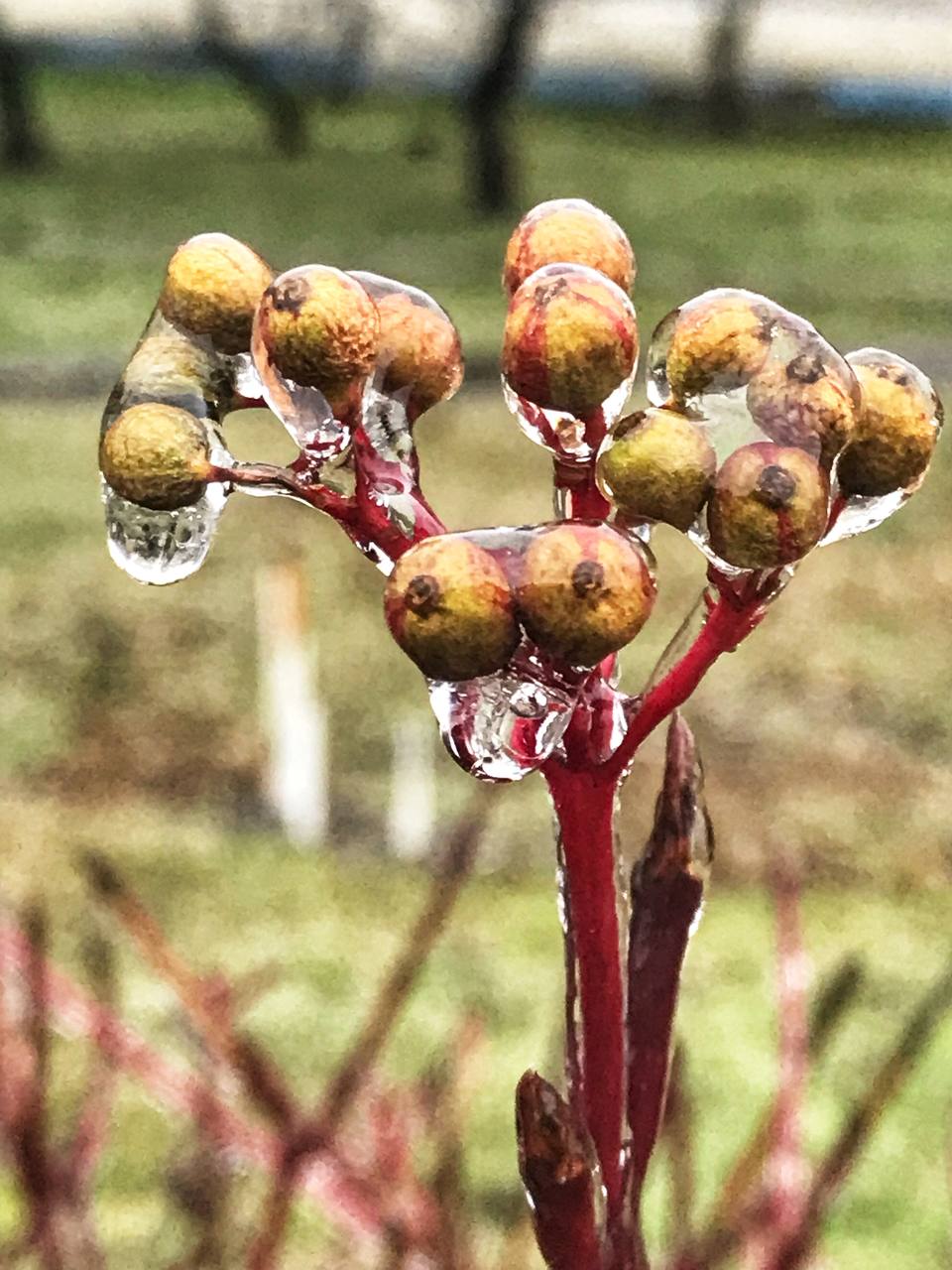Київ накриває крижаним дощем: яскраві фото замерзаючої столиці