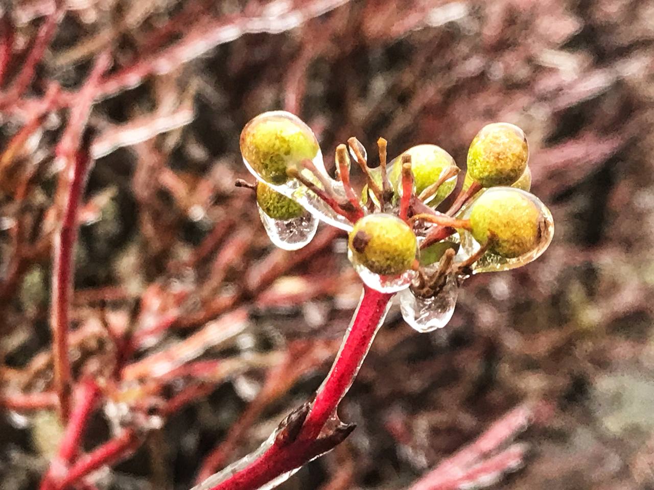 Київ накриває крижаним дощем: яскраві фото замерзаючої столиці