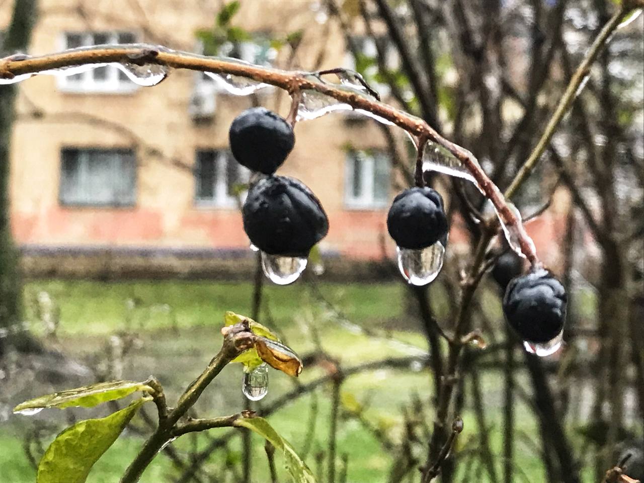 Київ накриває крижаним дощем: яскраві фото замерзаючої столиці