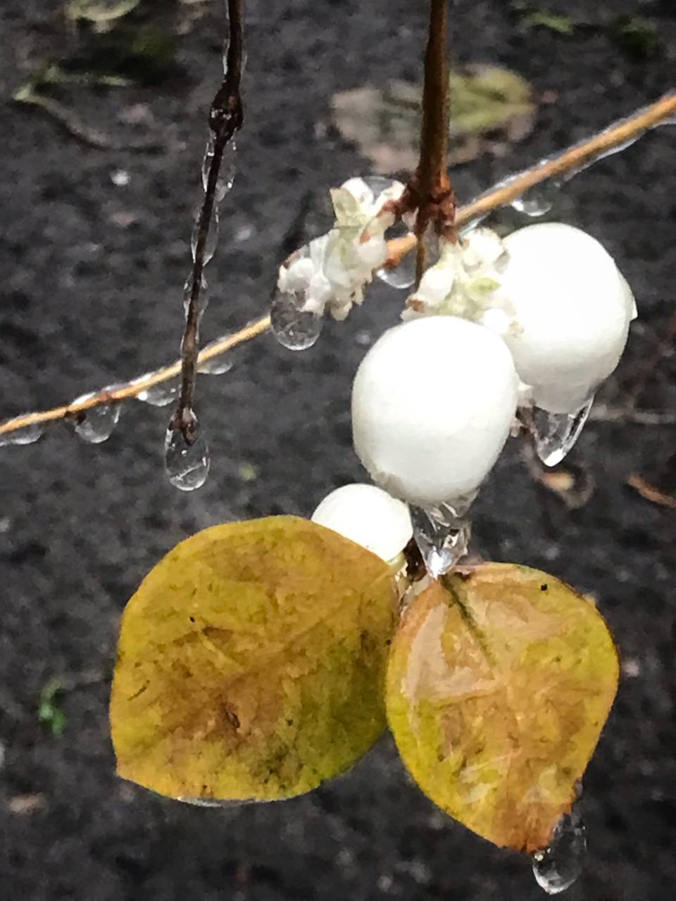 Київ накриває крижаним дощем: яскраві фото замерзаючої столиці