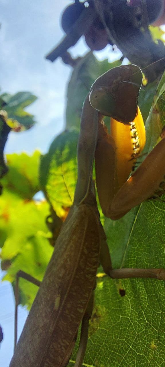 В парке Одессы нашли редкое насекомое из Закавказья (фото)