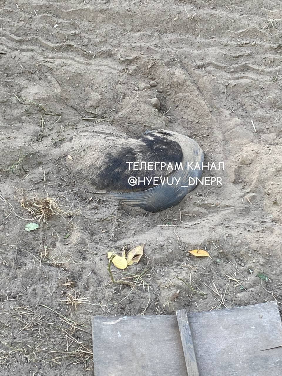 У Дніпрі зруйнували кладовище для домашніх тварин: частини тіл виглядають із землі (фото)