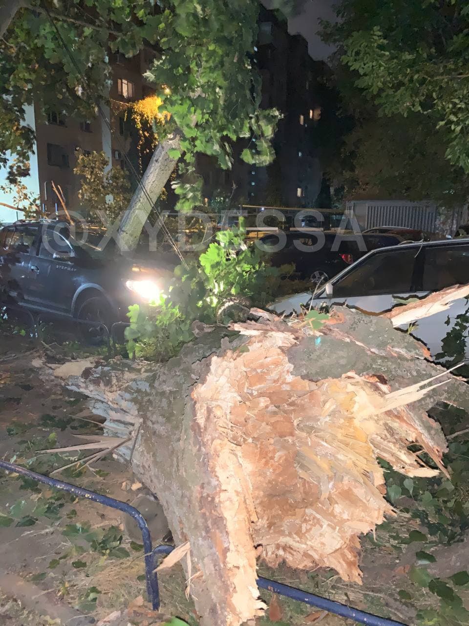 В Одесі дерево впало на припарковані машини та розчавило сім авто (фото)