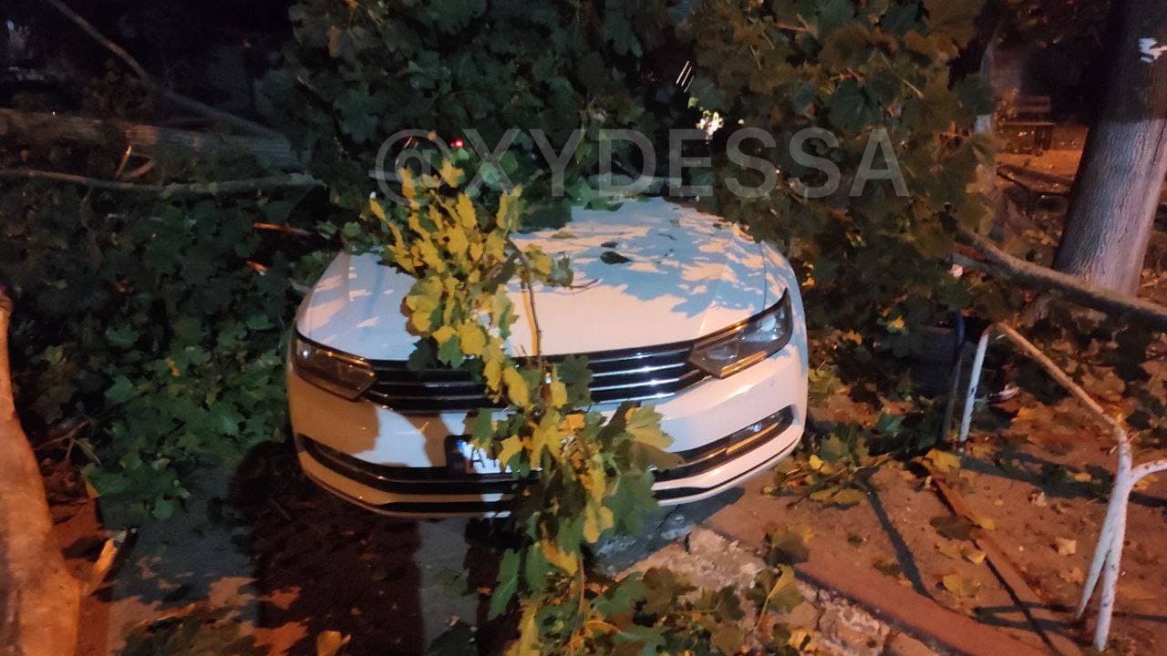 В Одесі дерево впало на припарковані машини та розчавило сім авто (фото)