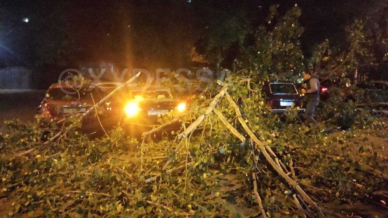 В Одессе дерево упало на припаркованные машины и раздавило семь авто (фото)