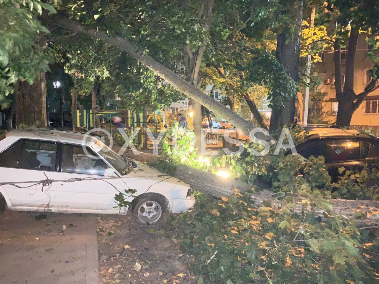 В Одесі дерево впало на припарковані машини та розчавило сім авто (фото)
