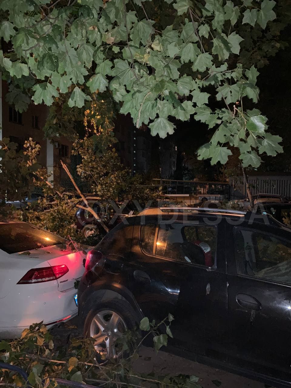 В Одессе дерево упало на припаркованные машины и раздавило семь авто (фото)