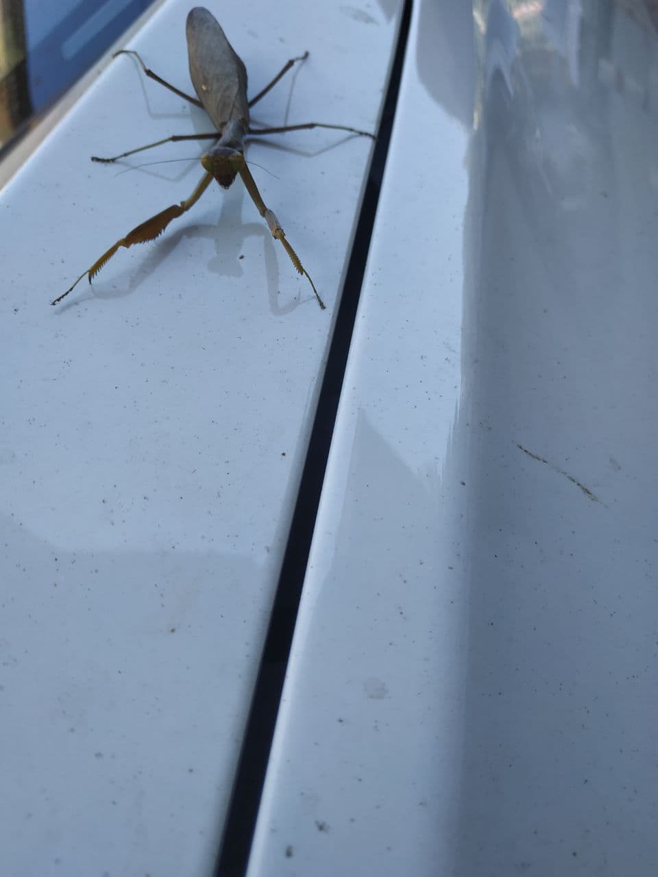 В парке Одессы нашли редкое насекомое из Закавказья (фото)