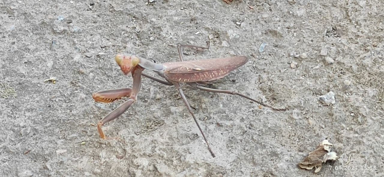 В парке Одессы нашли редкое насекомое из Закавказья (фото)