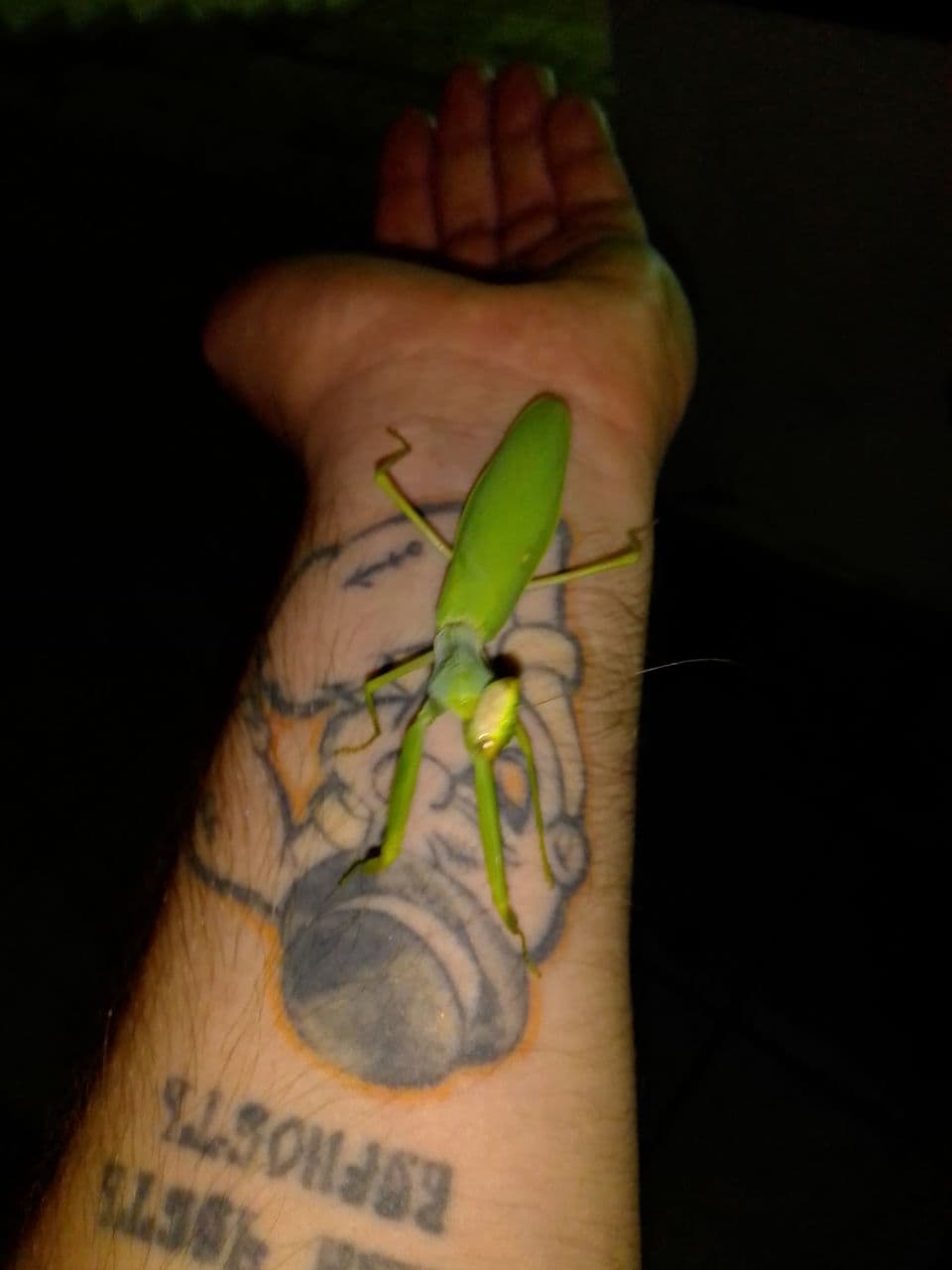 В парке Одессы нашли редкое насекомое из Закавказья (фото)