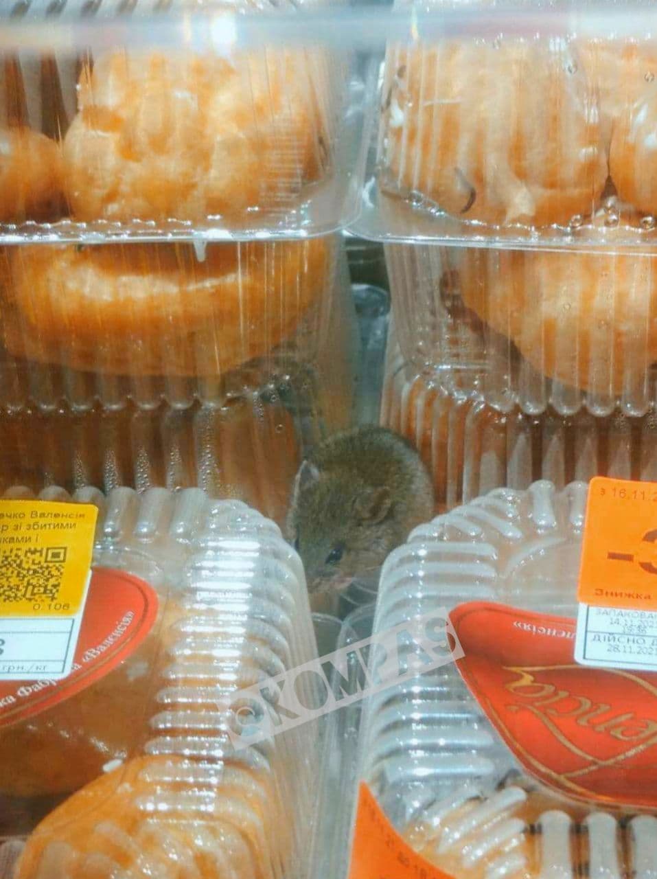 В Одессе в супермаркете на полке с выпечкой бегают мыши: возмутительные фото
