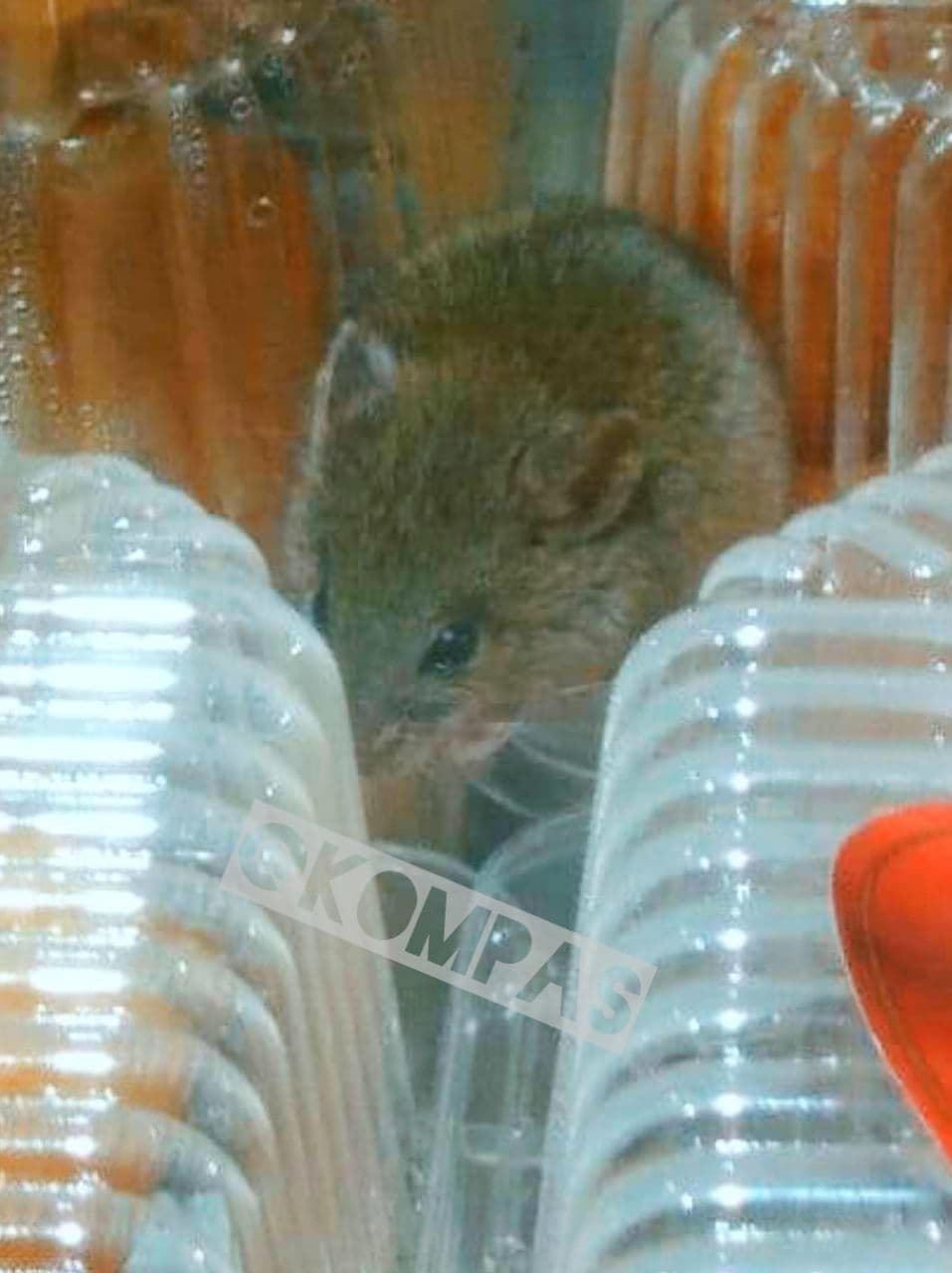 В Одессе в супермаркете на полке с выпечкой бегают мыши: возмутительные фото
