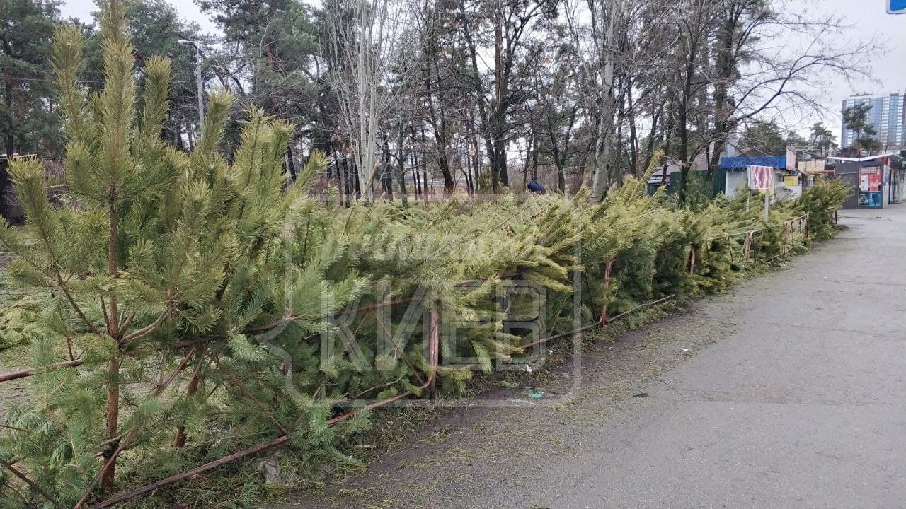 В Киеве продавцы оставили гору нераспроданных дорогущих елок просто на улице (фото)