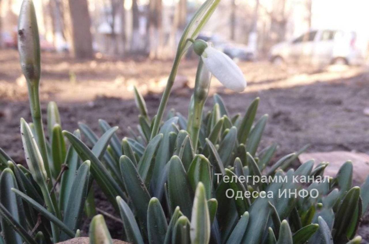 В Одесі в січні розпустилися проліски: фото квітучої аномалії
