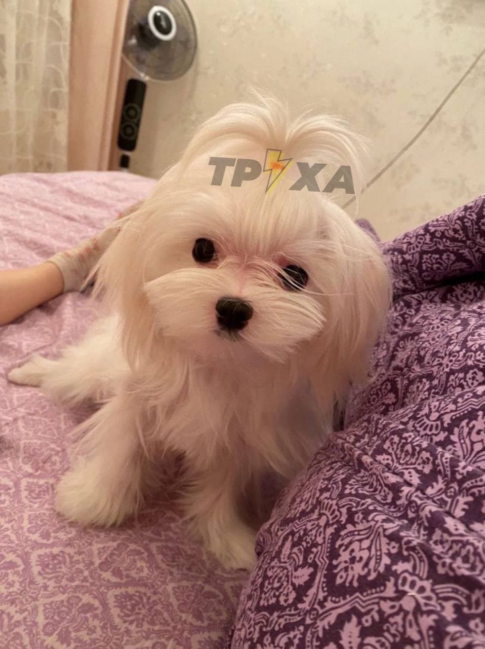 В Україні з'явився новий вид шахрайства, пов'язаний з тваринами: як працює схема