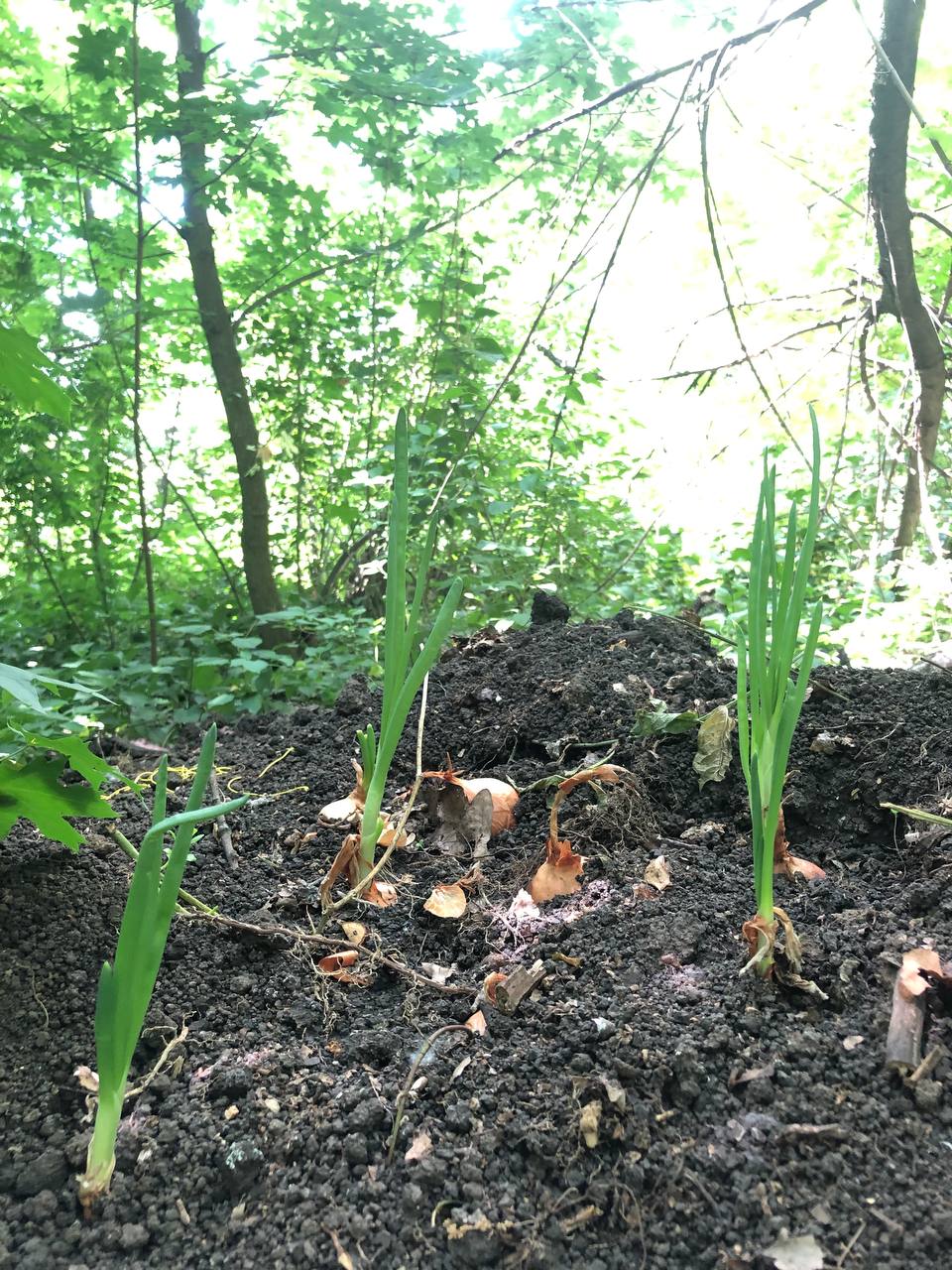 Дай українцю землю - він буде саджати: парамедик виростив на фронті цибулю та поділився фото
