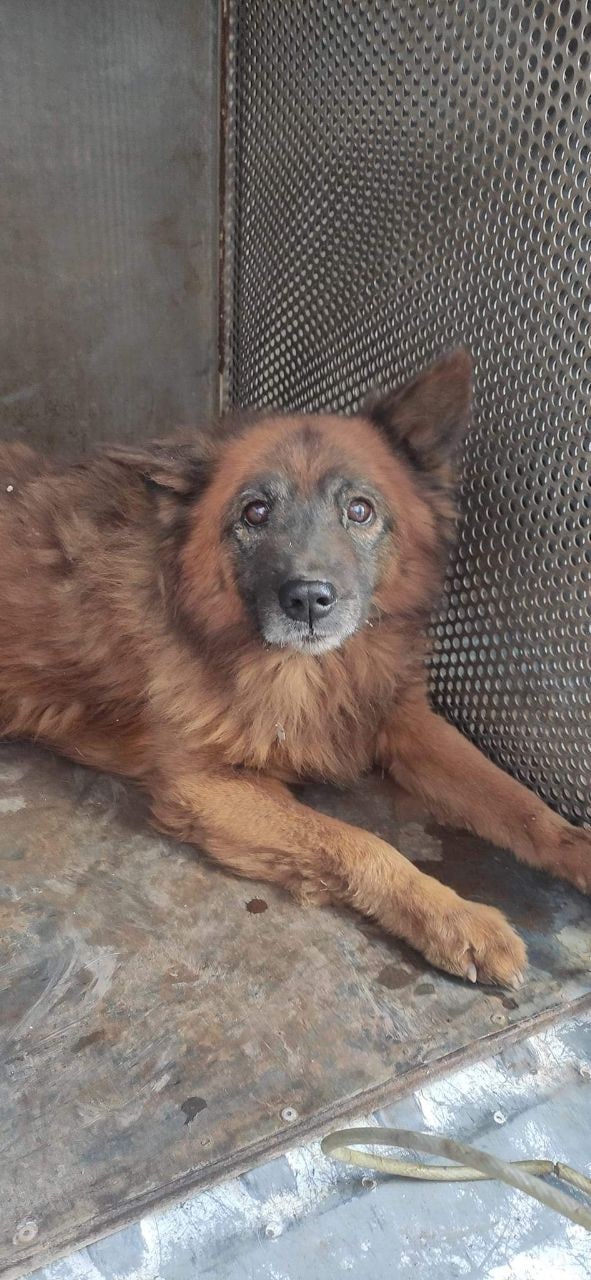 Його звати Крим: на руїнах розбомбленого будинку у Дніпрі знайшли собаку