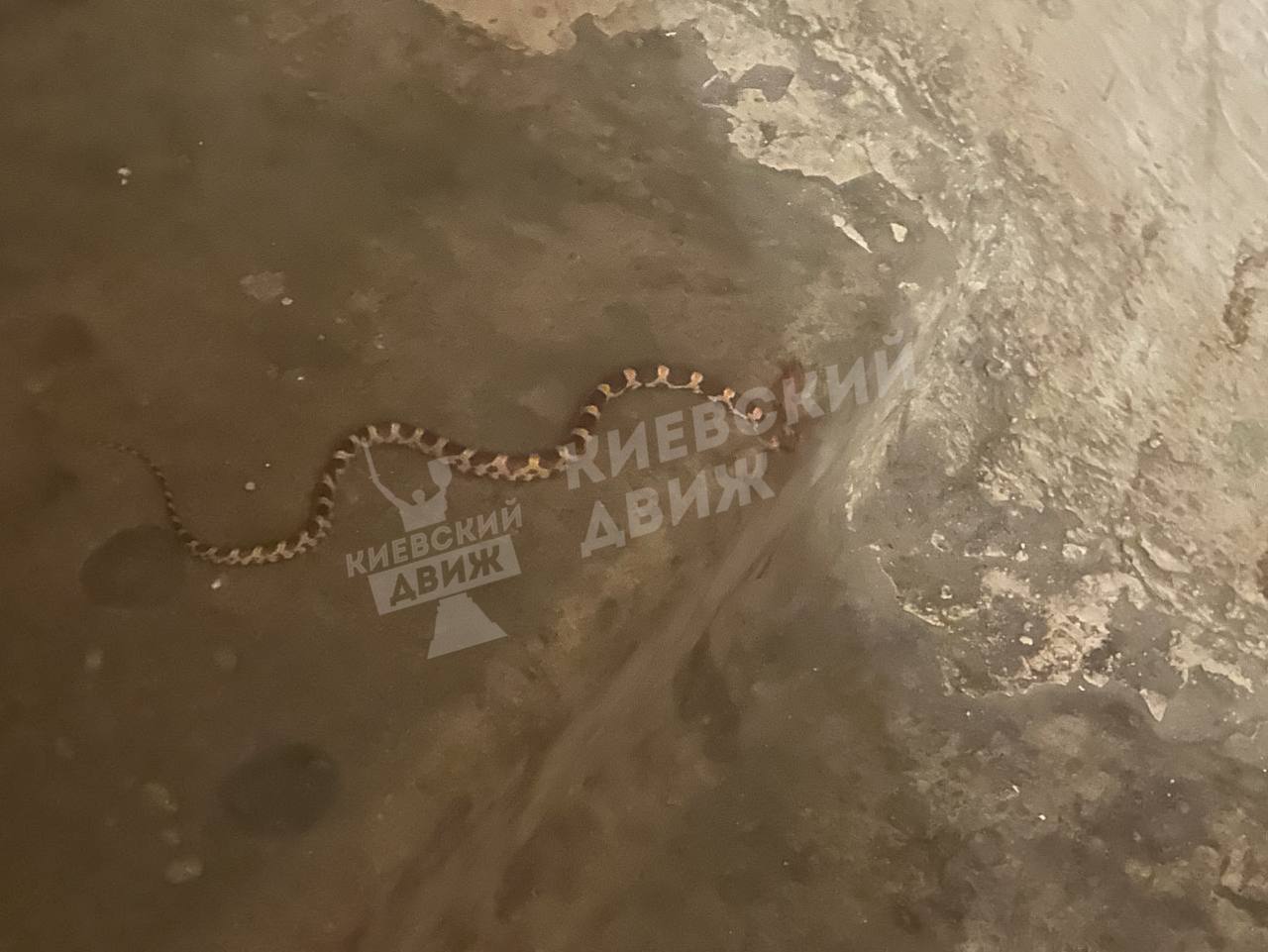 В Киеве в подъезд дома заползала змея: видео неожиданной находки