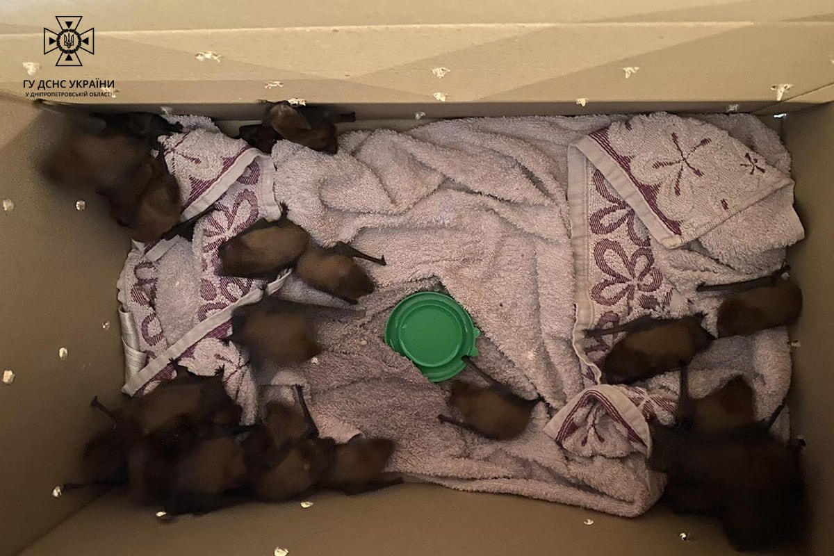 В Днепре на балконе квартиры обнаружили 140 незваных &quot;гостей&quot;: фото неожиданной находки