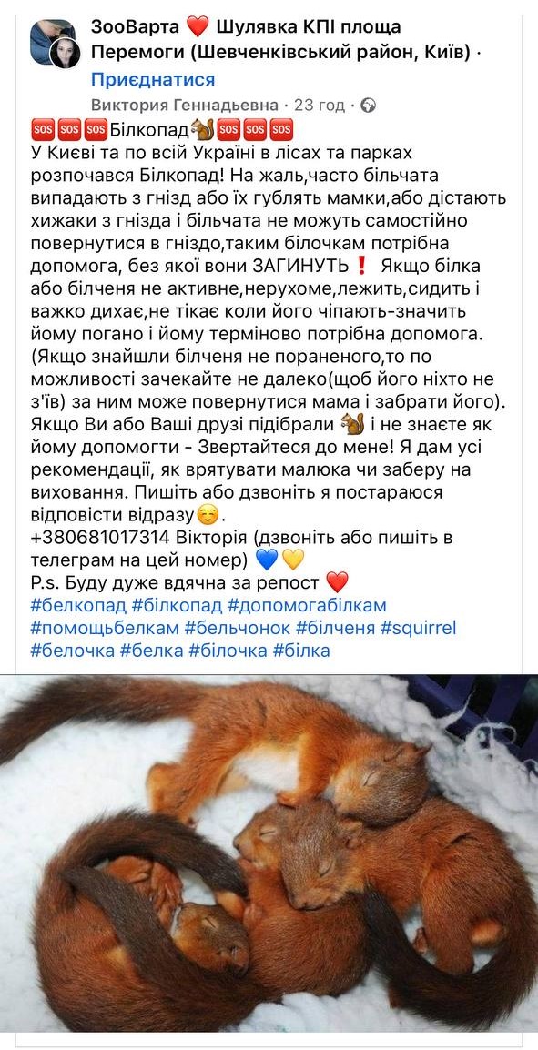 В Украине начался белкопад. Людей просят спасать животных