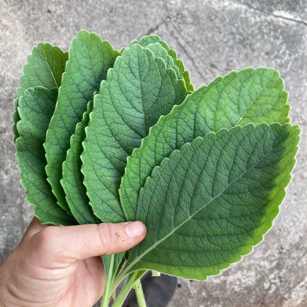 Мужчина не покупал туалетную бумагу с 2013 года: на что он ее заменил и сколько сэкономил