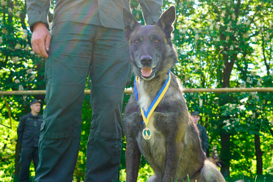 &quot;Больше, чем просто друг&quot;. История служебной собаки из Мариуполя, нашедшей более 1 000 боеприпасов (фото)