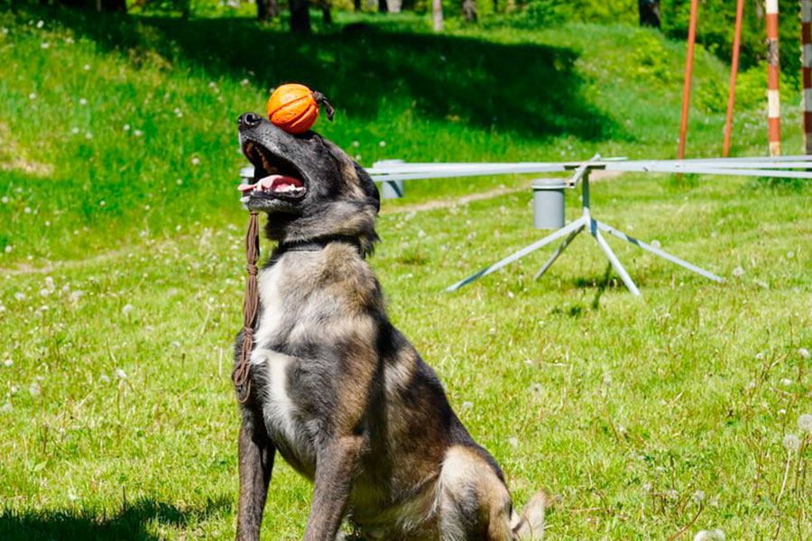 &quot;Больше, чем просто друг&quot;. История служебной собаки из Мариуполя, нашедшей более 1 000 боеприпасов (фото)