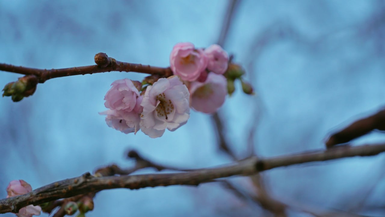Пока в стране морозы. В Мукачево расцвела &quot;бешеная&quot; сакура (фото)