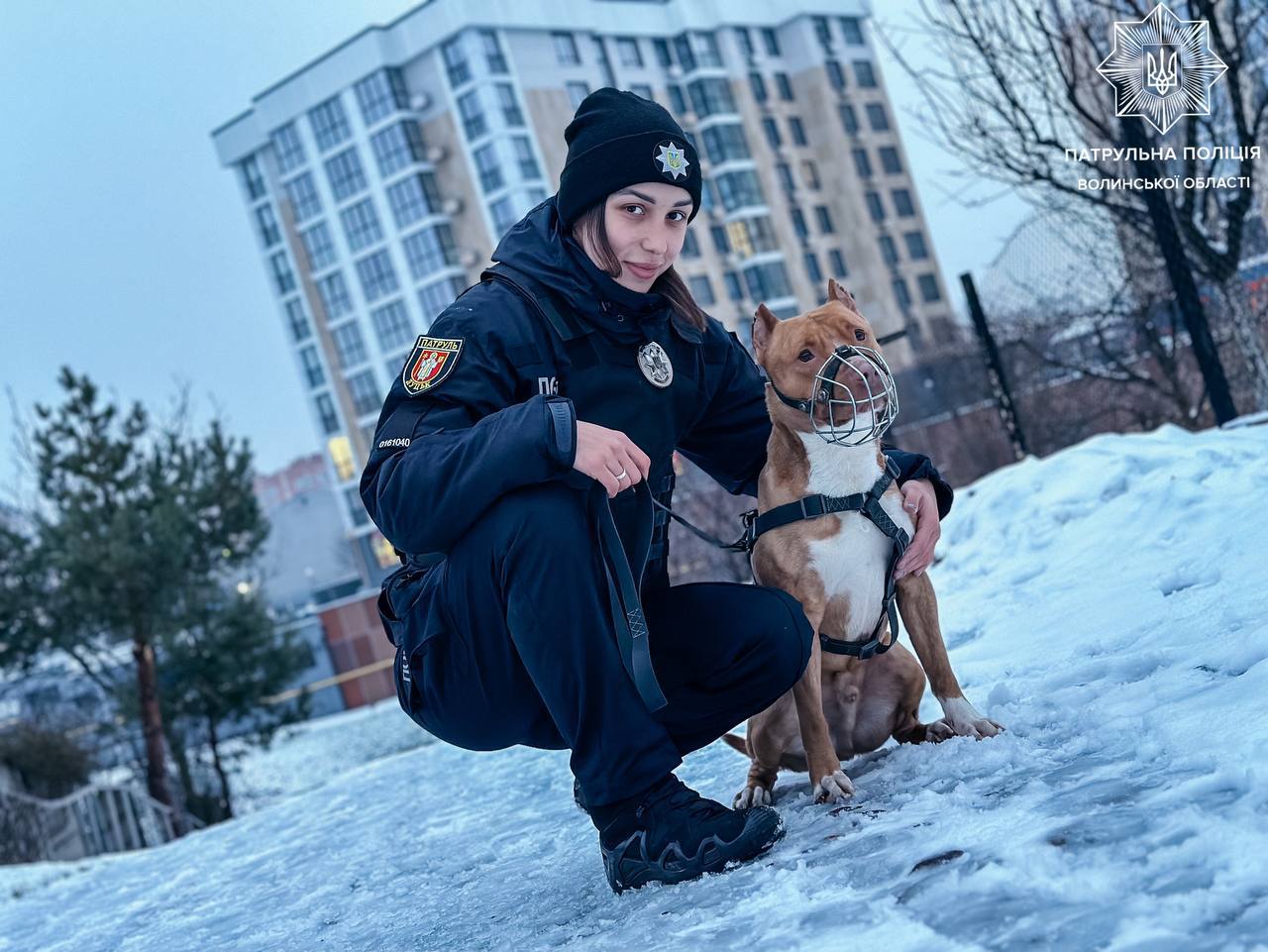 Выгул собак в Украине: с какого возраста можно гулять и какой штраф за игнорирование правил