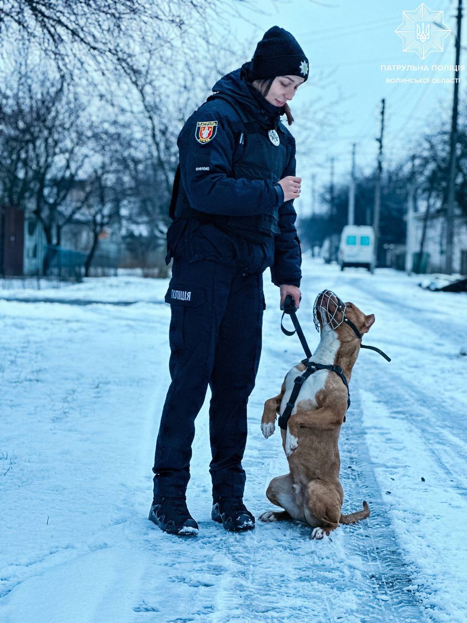 Выгул собак в Украине: с какого возраста можно гулять и какой штраф за игнорирование правил