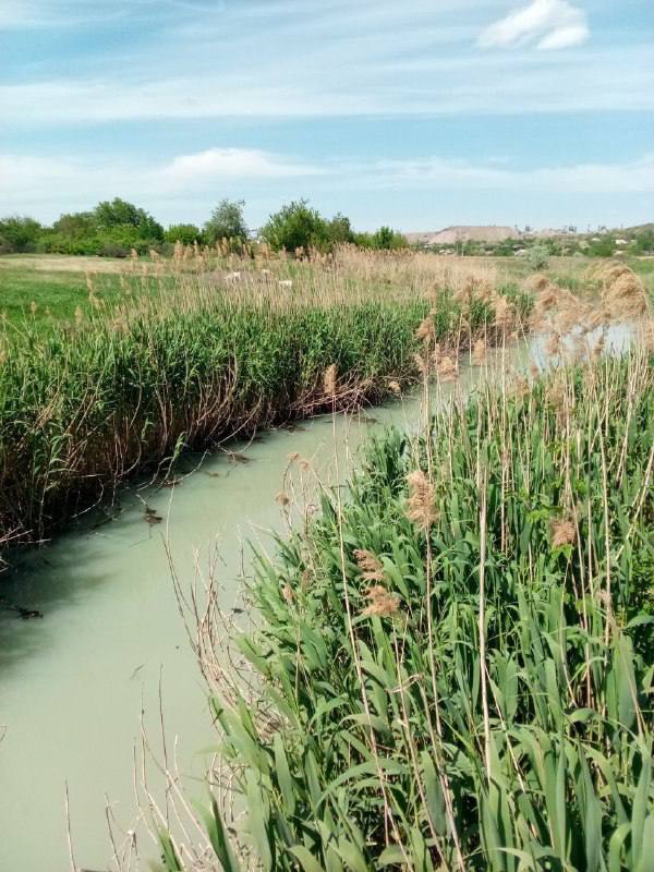 В Мариуполе экологический коллапс: в городском парке образовалась &quot;река&quot; из канализационных стоков