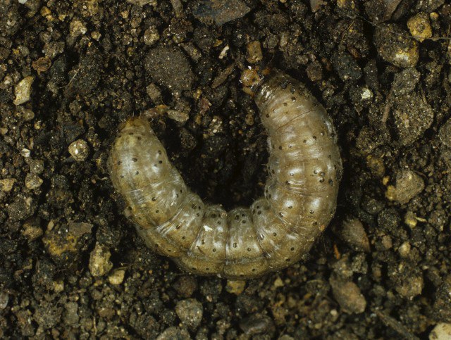 У Харківській області городи &quot;атакують&quot; шкідники: як боротися та вберегти рослини