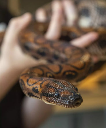 Змея Роналду родила 14 детенышей, хотя 9 лет ни с кем не контактировала: как это произошло