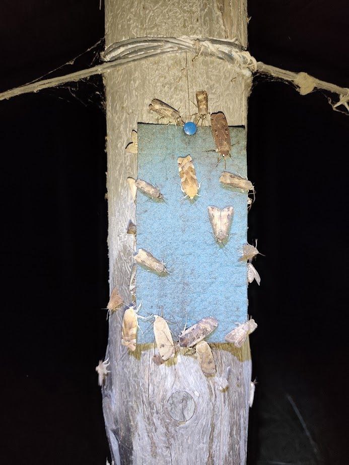 Почему в Украине исчезают пчелы и где зимуют мухи: интервью с энтомологом