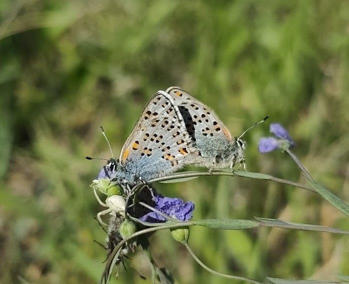 Чому в Україні зникають бджоли і де зимують мухи: інтерв'ю з ентомологом