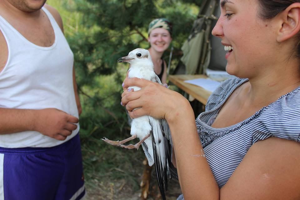 Куда исчезают воробьи и какие птицы могут &quot;говорить&quot;: интервью с орнитологом