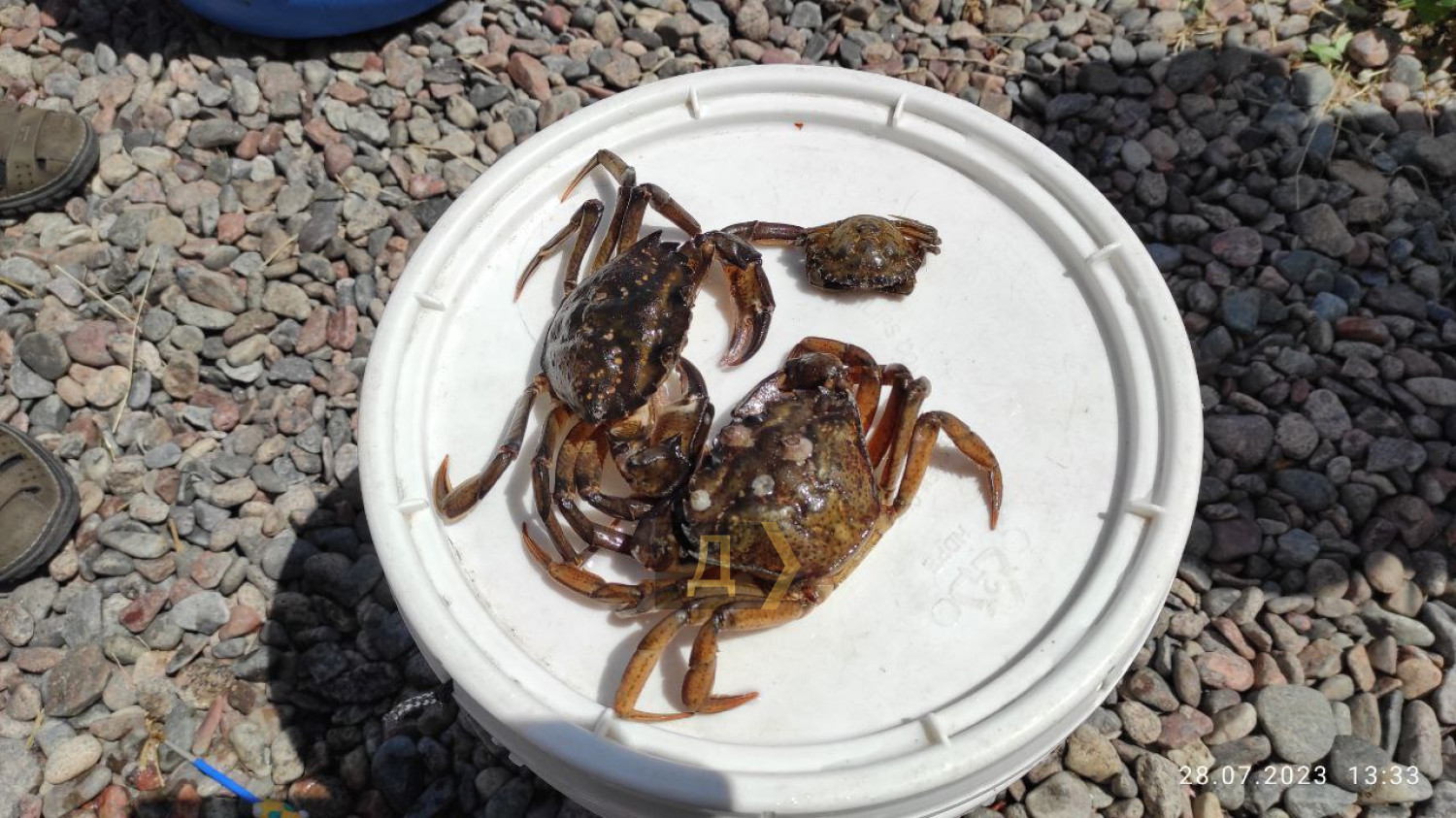 Після підриву Каховської ГЕС у Чорне море вперше за 20 років повернулися мармурові краби та морські коники