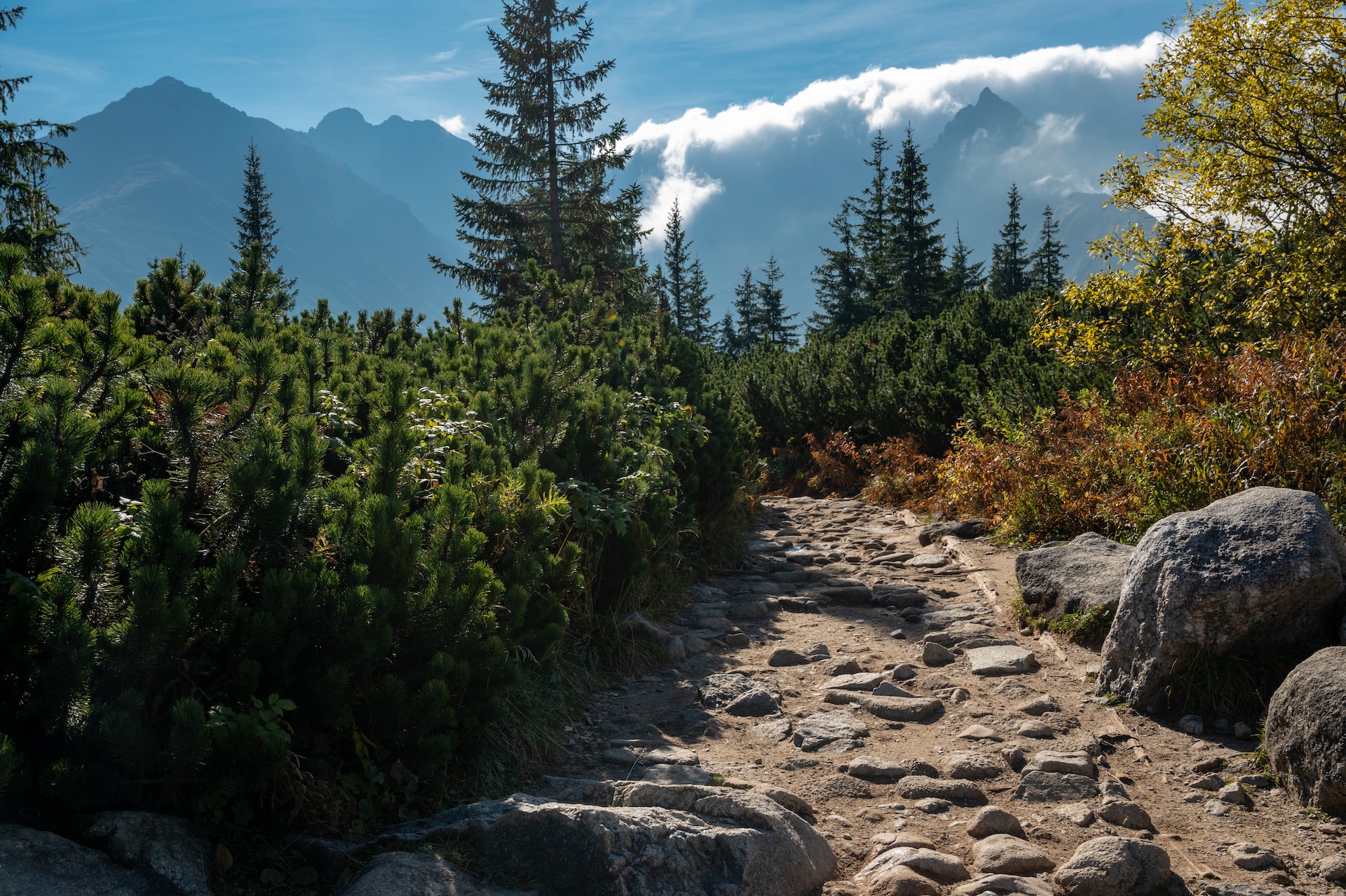 Штрафи до 500 злотих. Що треба знати про збирання грибів у Польщі
