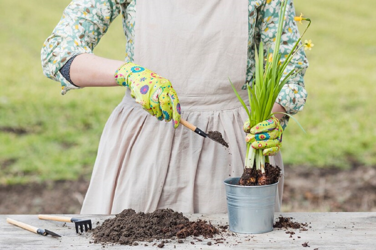 10 самых красивых цветов, которые следует посадить осенью