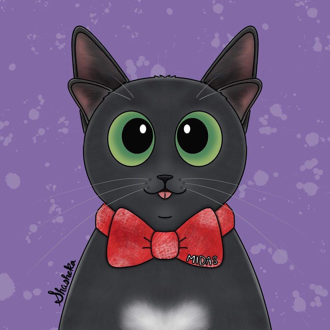 Люди врятували кошеня з чотирма вухами і тепер пухнастик - зірка мережі (багато зворушливих фото)