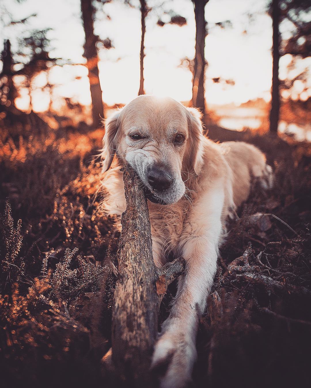 Показали, как выглядит самое сказочное место на Земле: фото, от которых перехватывает дух