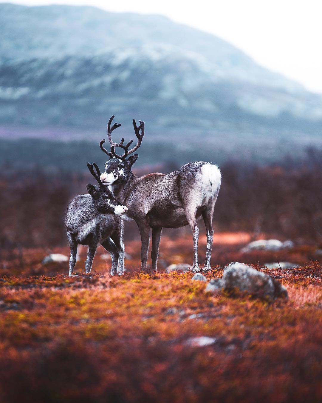 Показали, как выглядит самое сказочное место на Земле: фото, от которых перехватывает дух